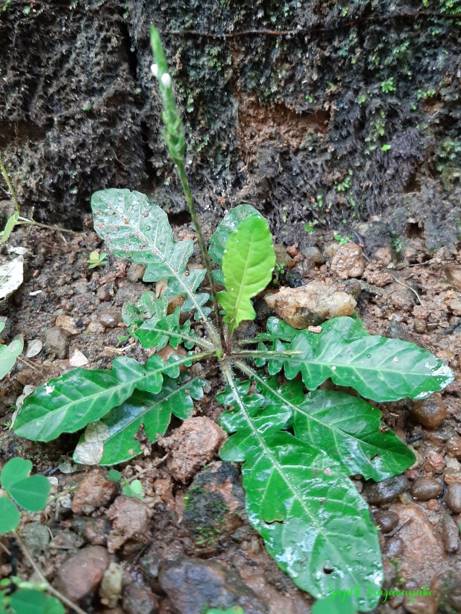 Elytraria acaulis (L.f.) Lindau